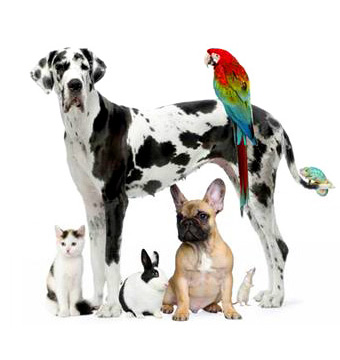 pet sitting services for all types of animals in Billingshurst